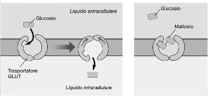 inibizione 19 Le Proteine canale non