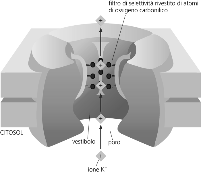 I canali ionici sono per la