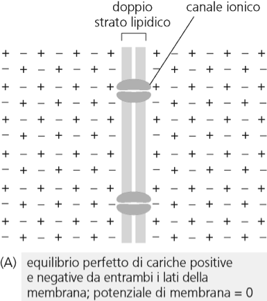 Il flusso ionico fa