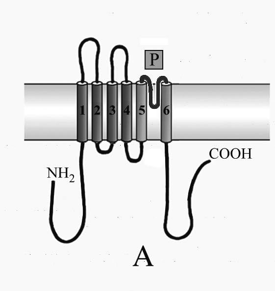 Potenziale di membrana a riposo L Equazione di Nernst V = potenziale di mebrana (mv) C o =