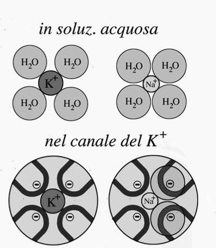 Selettività dei canali ionici raggio atomico Na+ < raggio atomico