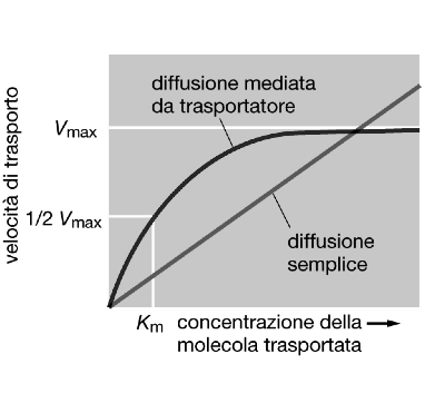 CINETICHE DELLA DIFFUSIONE FACILITATA