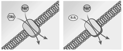 amino acidi all interno delle cellule epiteliali sfruttano il gradiente del Na + vengono scambiati: glucosio, amino acidi, prodotti metabolici, ioni invertendo il gradiente di Na
