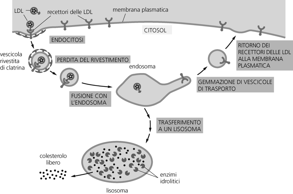 PINOCITOSI cellula che beve : Formazione di vescicole riempite di fluido extracellulare VESCICOLE cellular drinking Vescicole più piccole dei fagosomi Incorporano sostanze