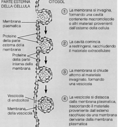 ESOCITOSI