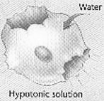 intracellulare; L acqua diffonde fuori dalla cellula fino a ristabilire l equilibrio; Se la cellula perde troppa acqua, si contrae e
