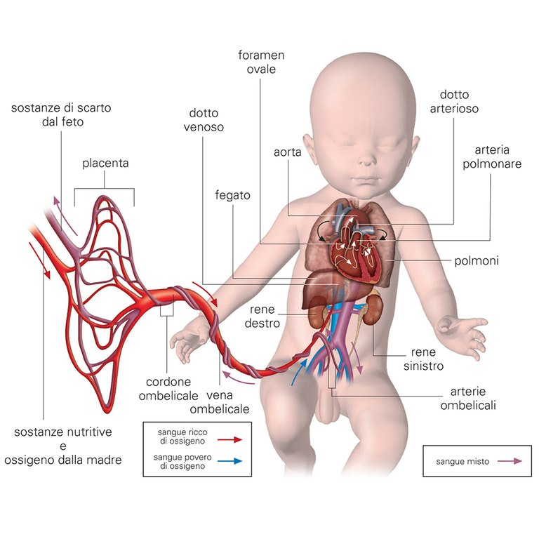 Fetal circulation Fetal circulation 2012 - La circolazione fetale 2012 - The fetal