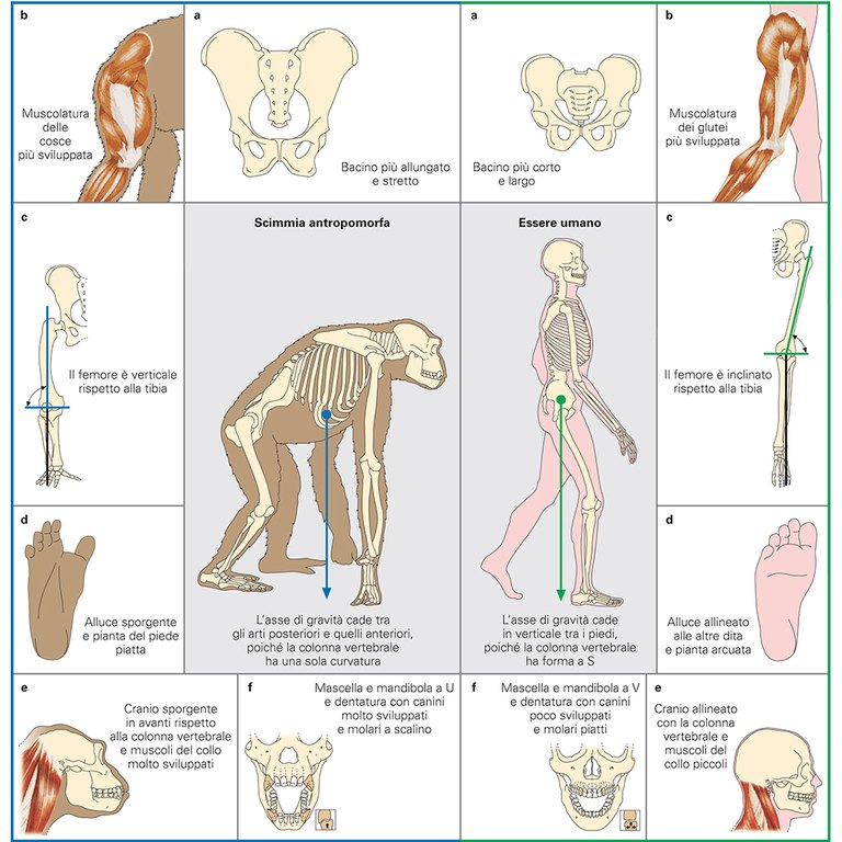 Anatomical differences Anatomical differences 2012 - Differenze anatomiche tra uomo e primate 2012 -
