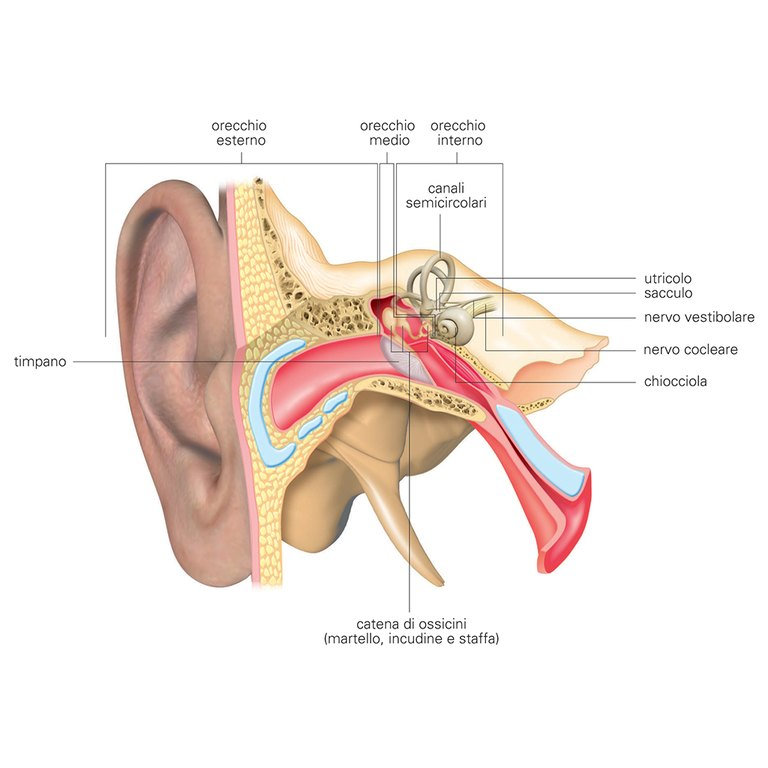 Ear anatomy Ear anatomy 2012 - Anatomia dell'orecchio 2012 - The ear anatomical