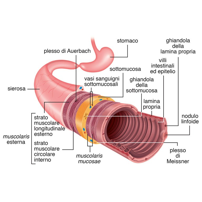 Gut section Gut section 2012 - Struttura anatomica dell'intestino 2012 - Anatomical