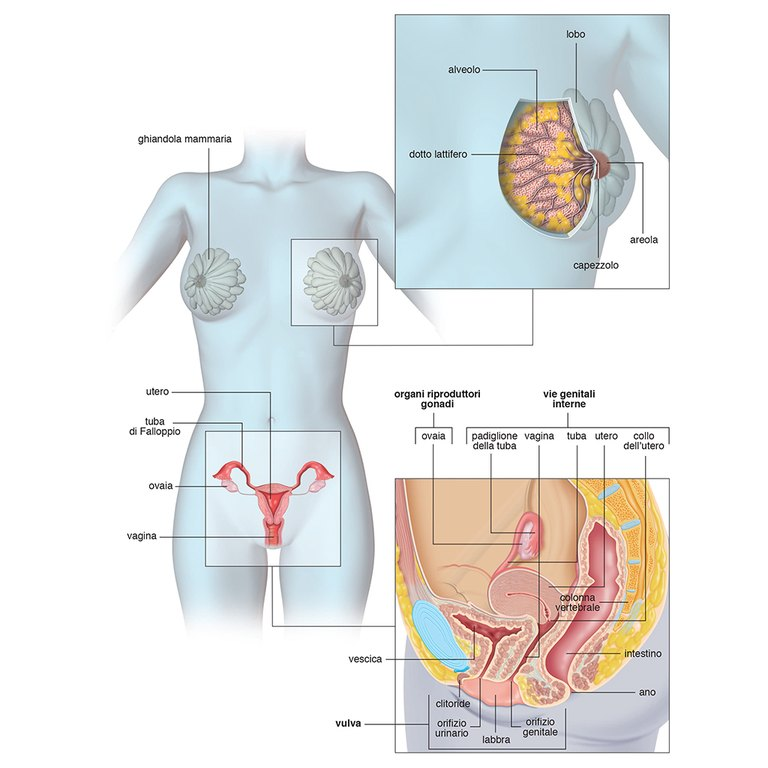 Female reproductive system Female reproductive system 2012 - Struttura dell'apparato riproduttore femminile