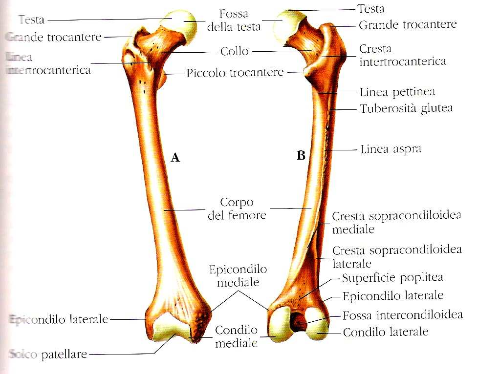 Forma delle ossa : per la loro forma