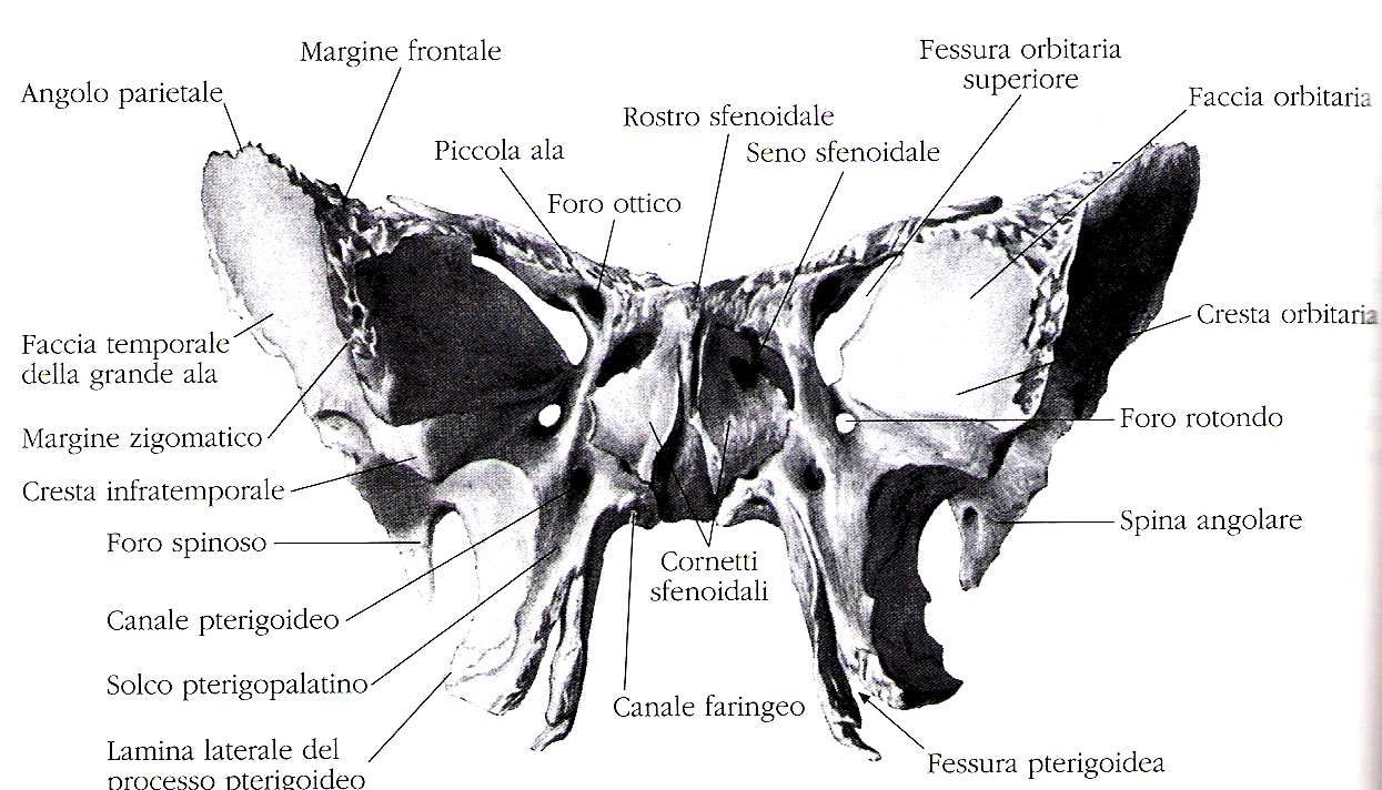 lunghe, ossa piatte, ossa corte,