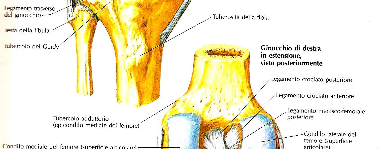 di legamenti, tendini, muscoli e ad articolare ossa contigue.