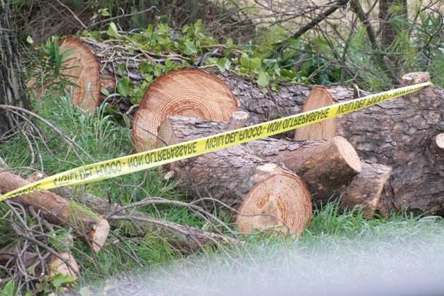 [ Monteriggioni ] Parco della Rimembranza, via alle operazioni di abba... http://www.gonews.it/2016/01/29/monteriggioni-parco-della-rimembra... 1 di 2 29/01/2016 16.