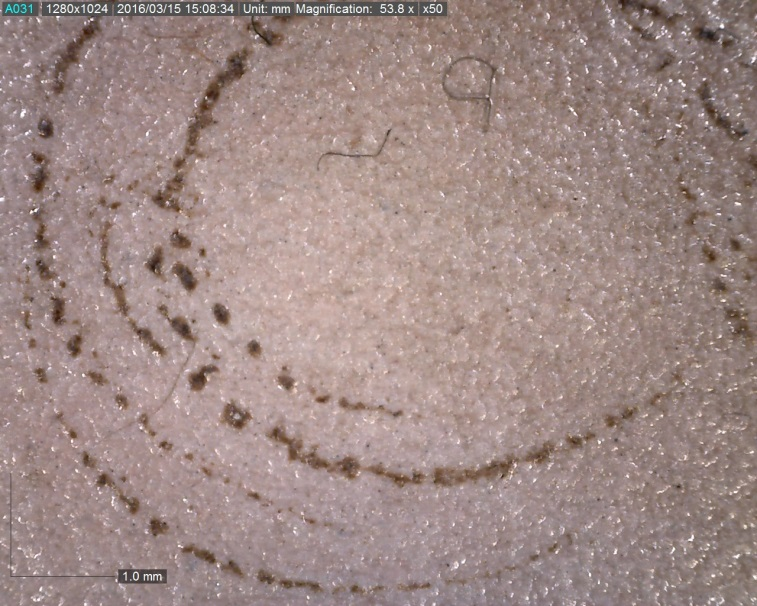 Microscopia portatile M09: ricciolo della