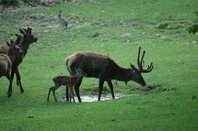 Grosse ciocche di pelo si staccano dal corpo degli animali che, poco per volta, assumono la colorazione estiva.