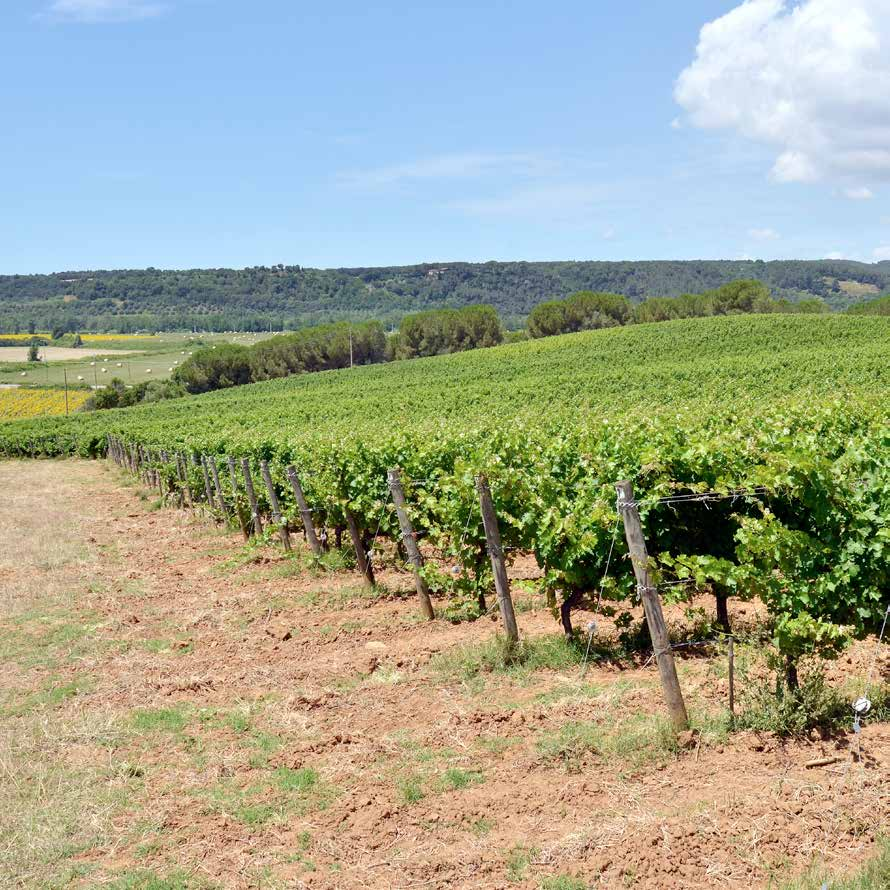 NATURA L azienda, al momento, possiede 20 ettari di vigneto, parte in pianura (50 mt s.l.m) e parte in collina (100-200 s.l.m), allevati a cordone speronato, con una densità di viti che va da 4.