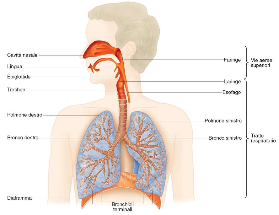 secrezione di lipoproteine (surfactanti); compensazione di perdita d acqua e calore processi della respirazione esterna: ventilazione polmonare scambio di O 2