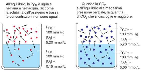 la solubilità della CO 2 (0,57 ml di CO 2 /ml H 2 O) è 24