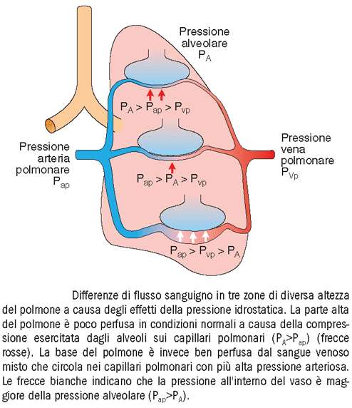 la differenza di P O2 tra sangue arterioso e alveolo (4 mmhg) è dovuta a differenze di ossigenazione tra parti alte e basse del polmone: le parti alte sono meno perfuse delle parti basse; quindi il