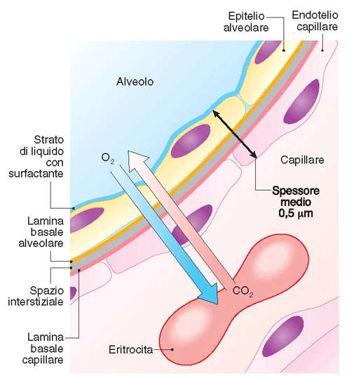 la membrana respiratoria gli eritrociti si muovono quasi in