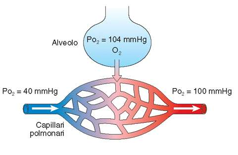 alveoli/capillari