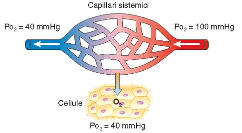 capillari/tessuti