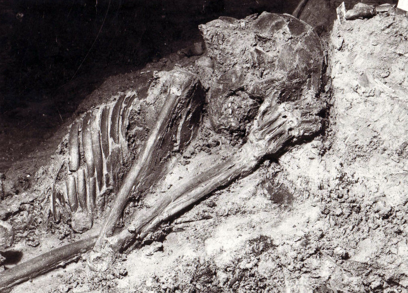 7 Nella foto i resti scheletrici di un ercolanese, rinvenuto in uno dei fornici della spiaggia.