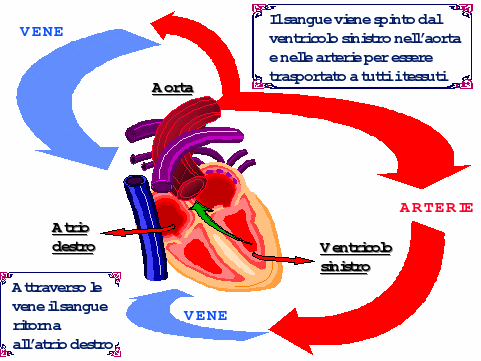CIRCOLAZIONE SISTEMICA (GRANDE CIRCOLAZIONE) Il sangue ricco di ossigeno, dal cuore viene pompato verso tutti i tessuti.