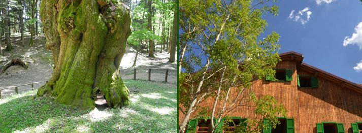 Sabato 15 e Domenica 16 Marzo 2014 I Giganti della Foresta Visita ai due colossi delle Foreste del Casentino. Parco Nazionale delle Foreste Casentinesi, Campigna e M.