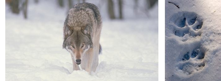 Sabato 08 e Domenica 09 Febbraio 2014 Lupi nella Neve Alla ricerca di una leggenda In compagnia di esperti, andremo con le ciaspole nelle foreste alla ricerca di lupi e delle loro tracce.