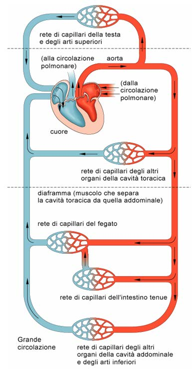 La grande circolazione L aorta permette la circolazione del sangue in tutti i