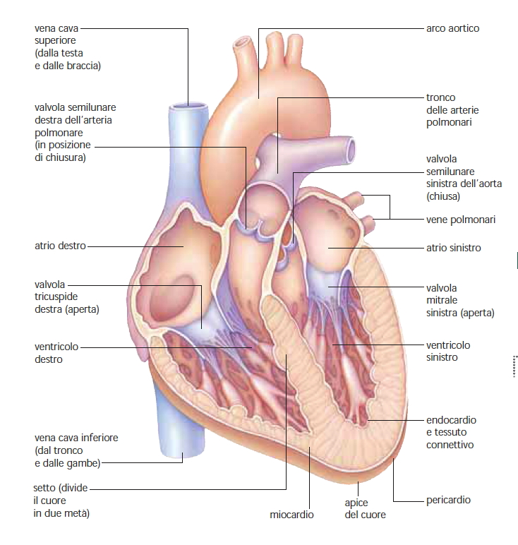 Il cuore Pericardio Miocardio