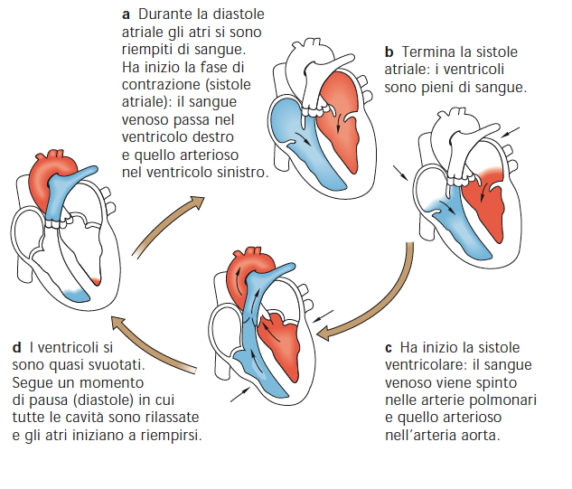 Il ciclo cardiaco Diastole atriale Sistole