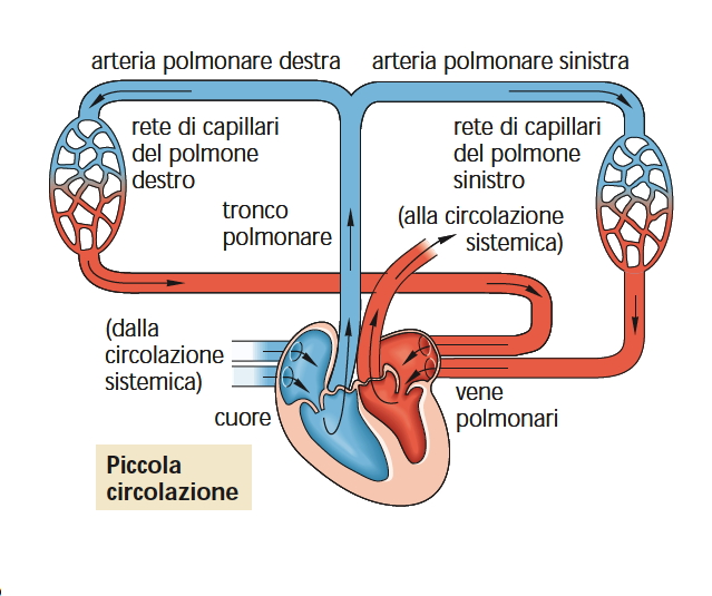 La piccola circolazione Il sangue attraverso le arterie polmonari giunge ai