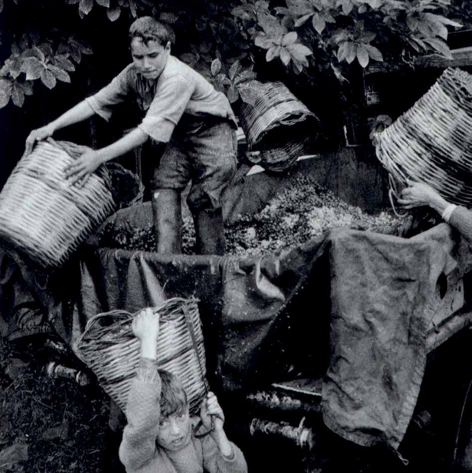 50 VENDEMMIE DI AMARONE La famiglia Tommasi celebra la storia, la passione e l evoluzione che ruotano intorno ad un unico vino: l Amarone.