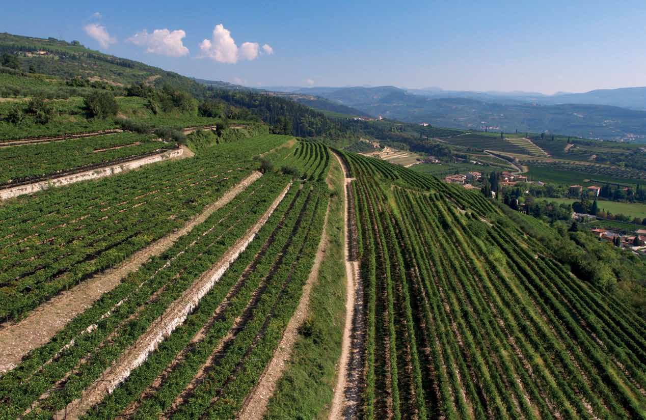 LA TERRA «È proprio la storia dell uva, che si estende alle persone che lavorano la terra, alle tradizioni di un microcosmo e alla cultura sofisticata di abbinamento con piatti regionali, che porta