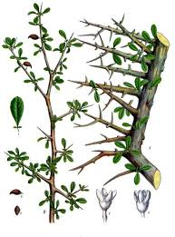 Commiphora mukul - Guggul Commiphora mukul è una pianta tropicale spinosa, molto u4lizzata in India, dove nel 1987 ha o=enuto, l'ancor valida, autorizzazione alla vendita come prodo=o