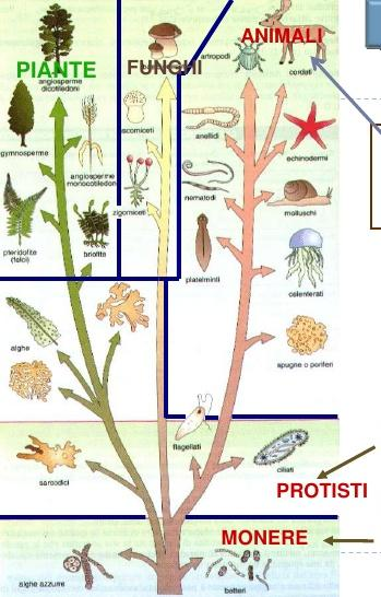 Il modello ad albero di Whittaker evidenzia la comune origine e l evoluzione di ogni regno in tutte le forme viventi Organismi