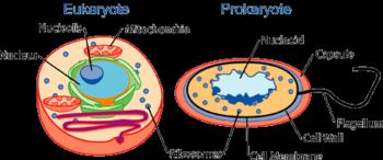 Cellule eucariote Cellule procariote 2 Dimensioni: 10-50 um Dimensioni: 1-5 um Cellule caratterizzate da un nucleo, in cui è racchiuso il materiale genetico e organuli membranosi deputati a