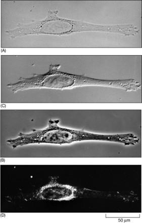 Microscopio a contrasto di fase Permette di osservare cellule e tessuti a fresco ovvero senza colorazione, fornendo un immagine dinamica, ottimale per lo studio di colture cellulari Limiti: non sono