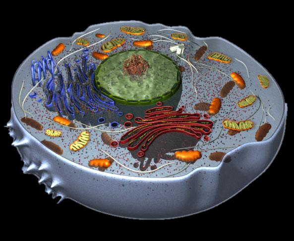 La vita ha origine quando ha origine una cellula Le cellule sono l unità funzionale e strutturale di tutti gli organismi, indipendentemente dalla loro appartenenza ad un regno specifico Fin dai tempi