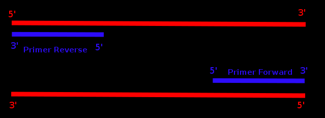 PCR (Polymerase chain reaction) La PCR è un metodo di biologia molecolare che perette di amplificare una regione specifica di DNA mediante cicli ripetuti di replicazione a temperature differenti.