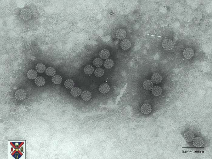 HPV e Screening Le tecniche biomolecolari ed il