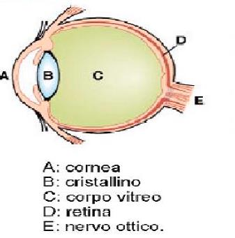 RISCHI DA SALDATURA E TAGLIO RISCHI PER LA SALUTE OCULARI acuti Traumatismi/lesioni corneali da corpi estranei Proiezione di materiale fuso cronici Congiuntivite/blefarite cronica Radiazioni UV/IR