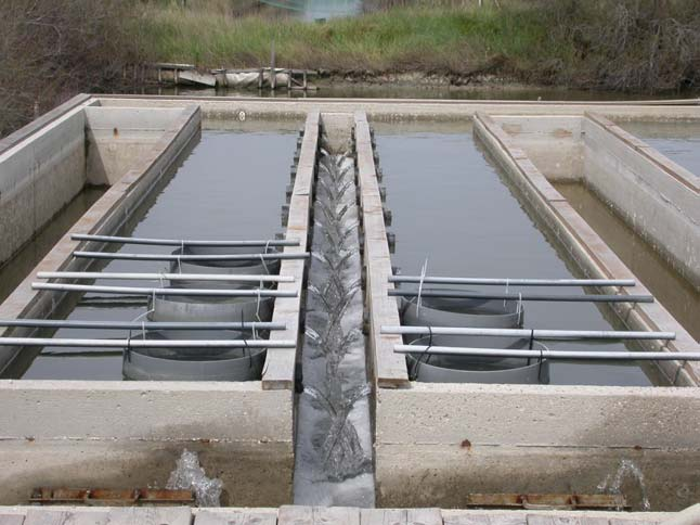 Fig. 3. Modulo di preingrasso delle vongole che scarica l acqua direttamente nella canaletta di carico delle vasche di allevamento dei gamberi peneidi.