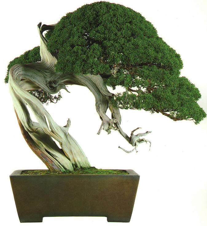 bonsai * La tecnica bonsai è legata a quello che gli Orientali chiamano seishi: l arte di dare una forma, di coltivare, il praticare le tecniche più svariate sempre nel rispetto della pianta.
