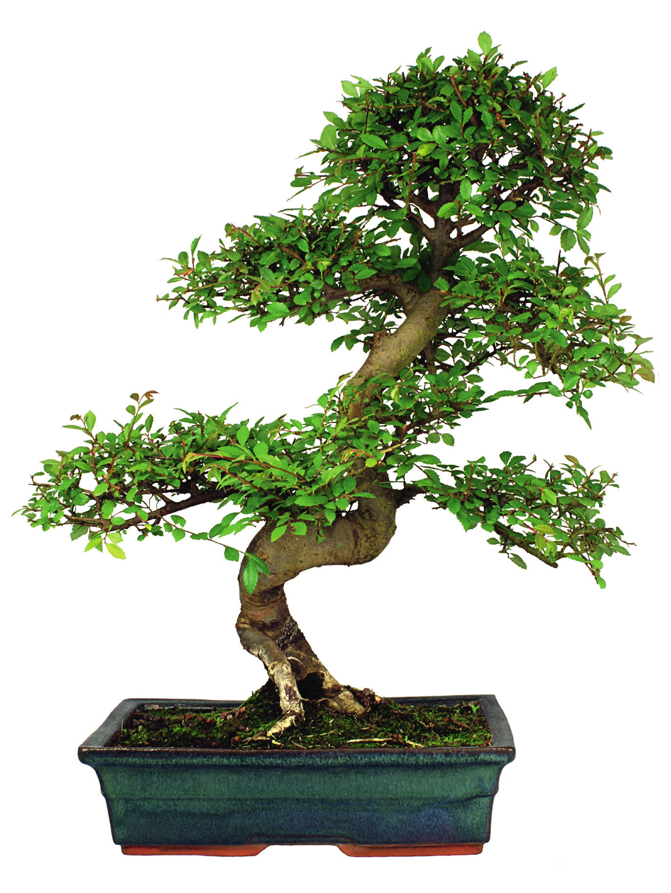 bonsai * Il termine "bonsai" è giapponese ed è costituito dai due ideogrammi: il primo significa