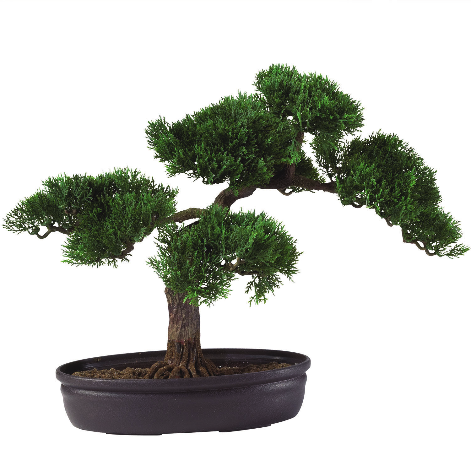 bonsai * Il bonsai come si conosce oggi, è sostanzialmente quello giapponese, tuttavia l origine dei bonsai è da situarsi in Mongolia nell anno 300.